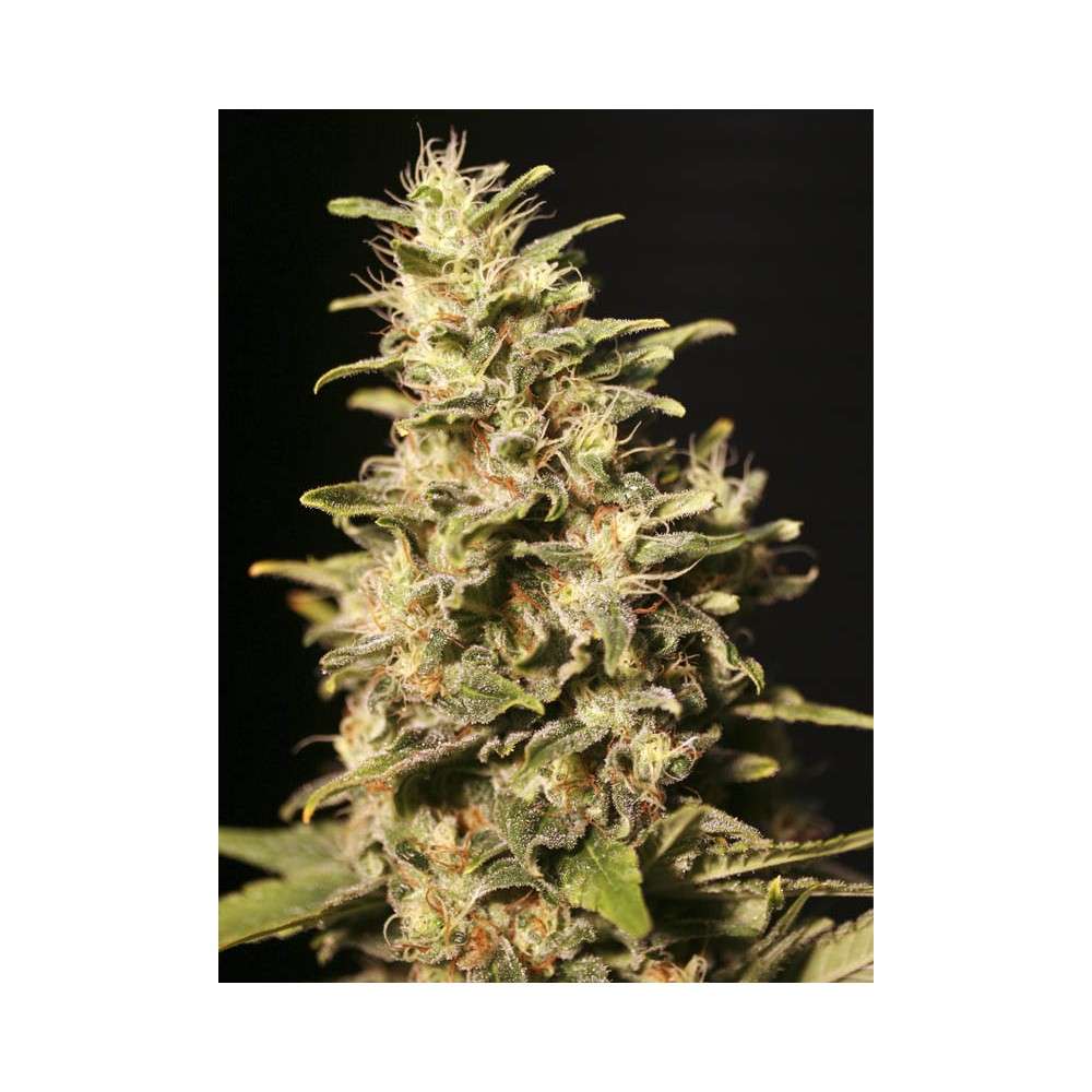 Missing in Barcelona feminizada de Eva Seeds