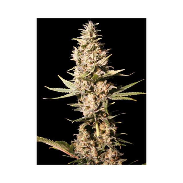 Missing in Barcelona feminizada de Eva Seeds