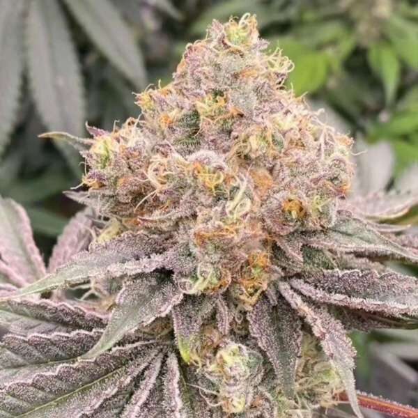 Mob Chopper feminizada de Karma Genetics