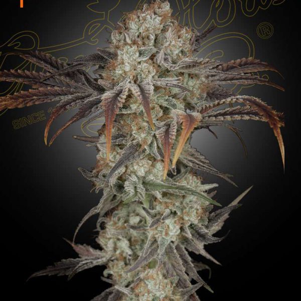 Money Maker feminizada de Green House Seeds