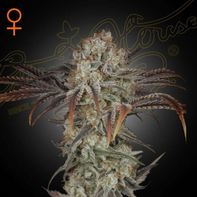 Money Maker feminizada de Green House Seeds