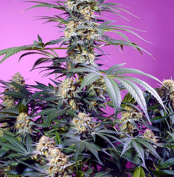Gelonade feminizada de Sweet Seeds