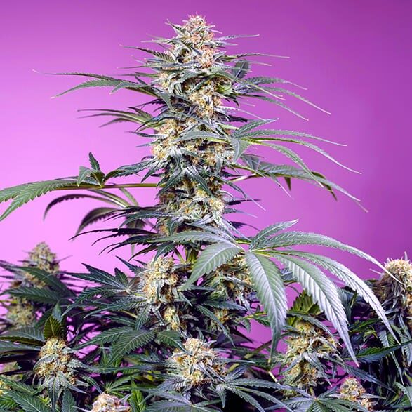 Gelonade feminizada de Sweet Seeds