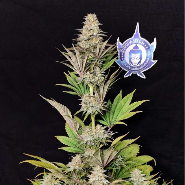 Morpheus CBD feminizada de Buddha Seeds