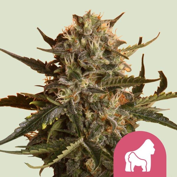 Mother Gorilla feminizada de Royal Queen Seeds (Anteriormente Royal Mother)