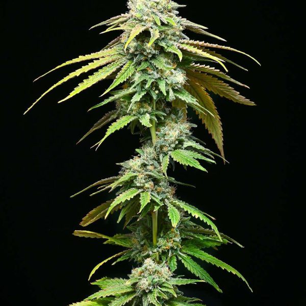 Motor City feminizada de Cookies Seed Bank