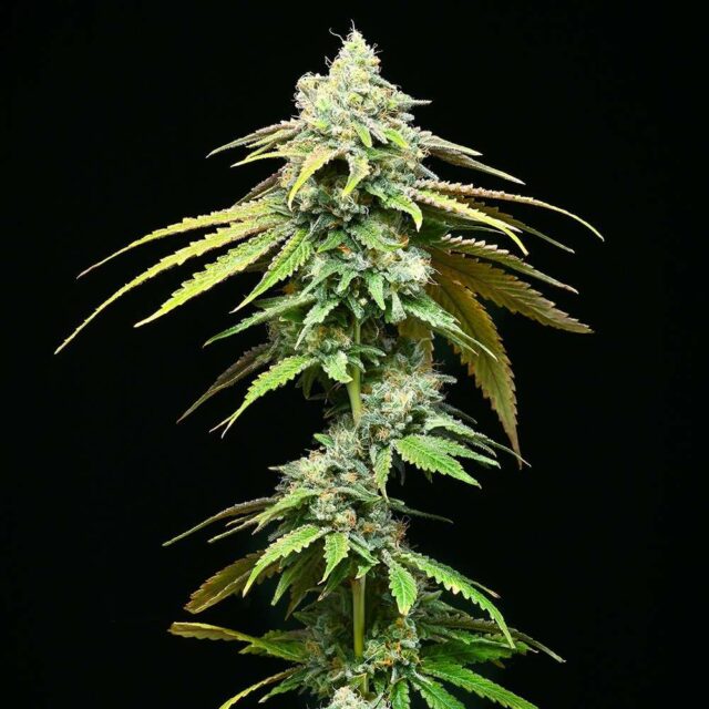 Motor City feminizada de Cookies Seed Bank