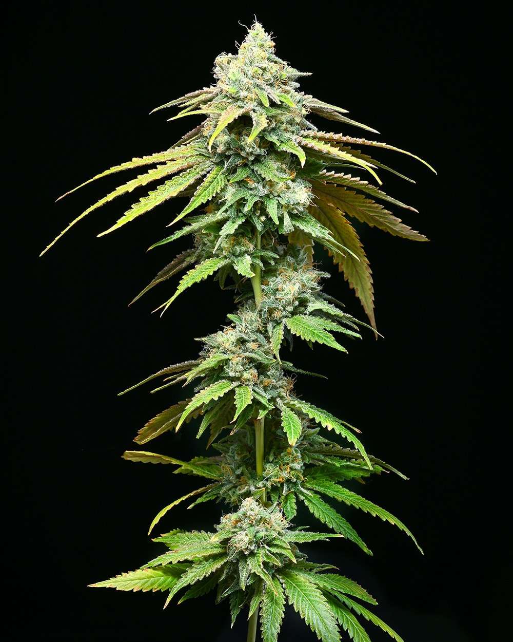Motor City feminizada de Cookies Seed Bank