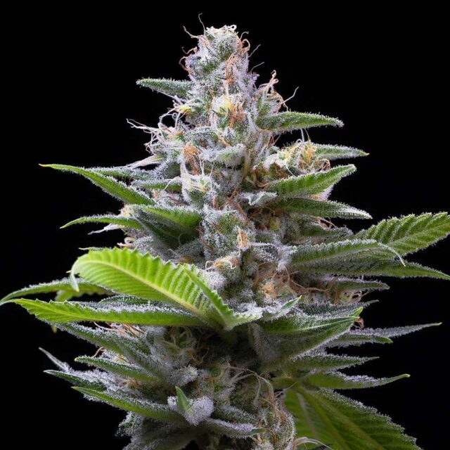 Murder Hornet feminizada de Cookies Seed Bank