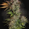 Nebula feminizada de Paradise Seeds