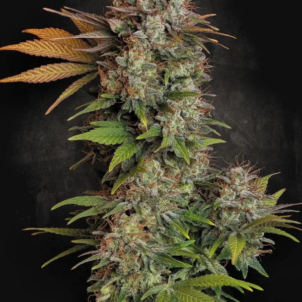 Nebula feminizada de Paradise Seeds
