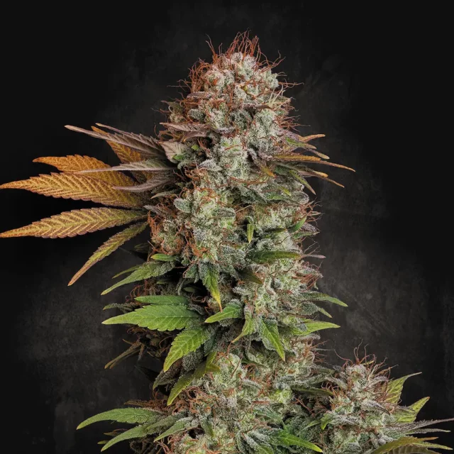 Nebula feminizada de Paradise Seeds
