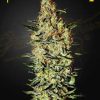 Neville´s Haze feminizada de Green House Seeds