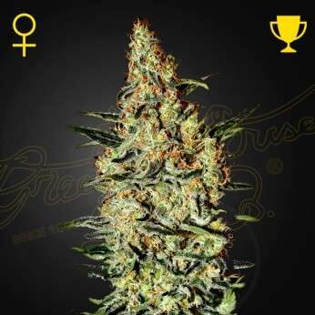 Neville´s Haze feminizada de Green House Seeds