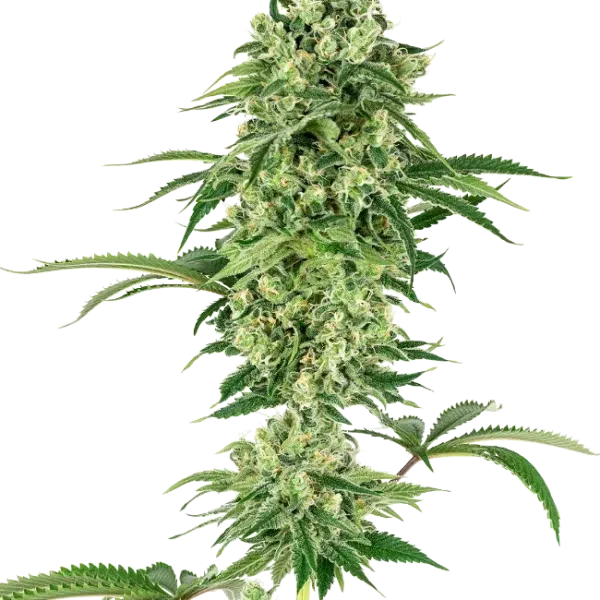 Nicole Hindu Kush feminizada de White Label Seeds