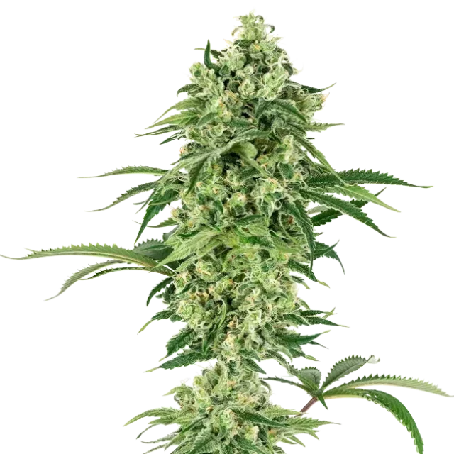 Nicole Hindu Kush feminizada de White Label Seeds