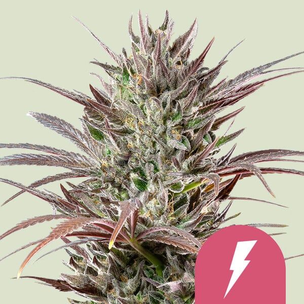 North Thunderfuck feminizada de Royal Queen Seeds