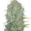 Northern Express Auto de FastBuds