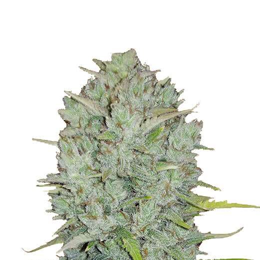 Northern Express Auto de FastBuds