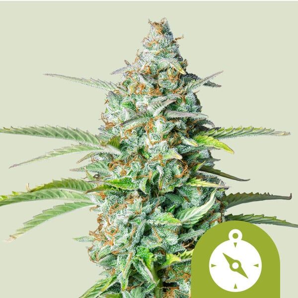 Northern Light Auto de Royal Queen Seeds