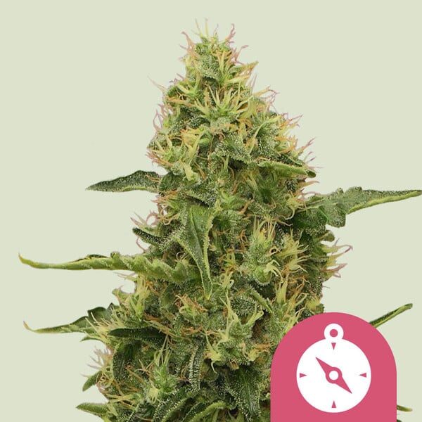 Northern Light feminizada de Royal Queen Seeds