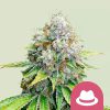 OG Kush feminizada de Royal Queen Seeds