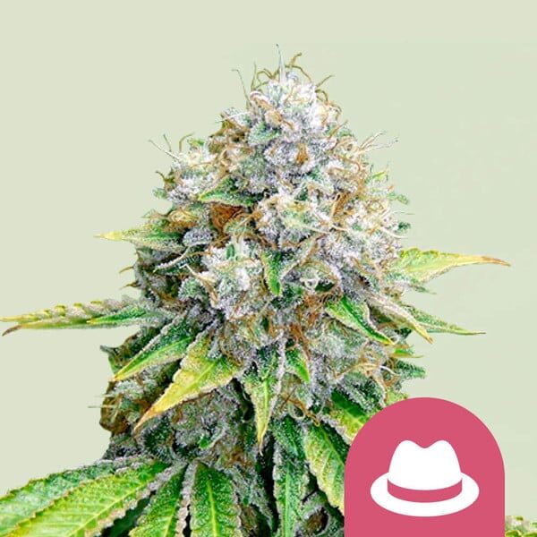 OG Kush feminizada de Royal Queen Seeds