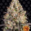 Og Kush feminizada de Barney’s Farm
