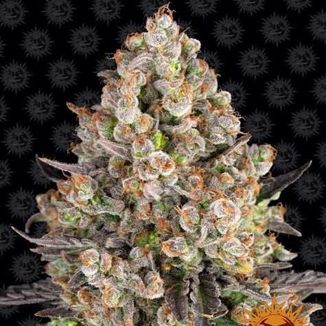 Og Kush feminizada de Barney’s Farm
