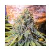 Only CBD feminizada de Eva Seeds