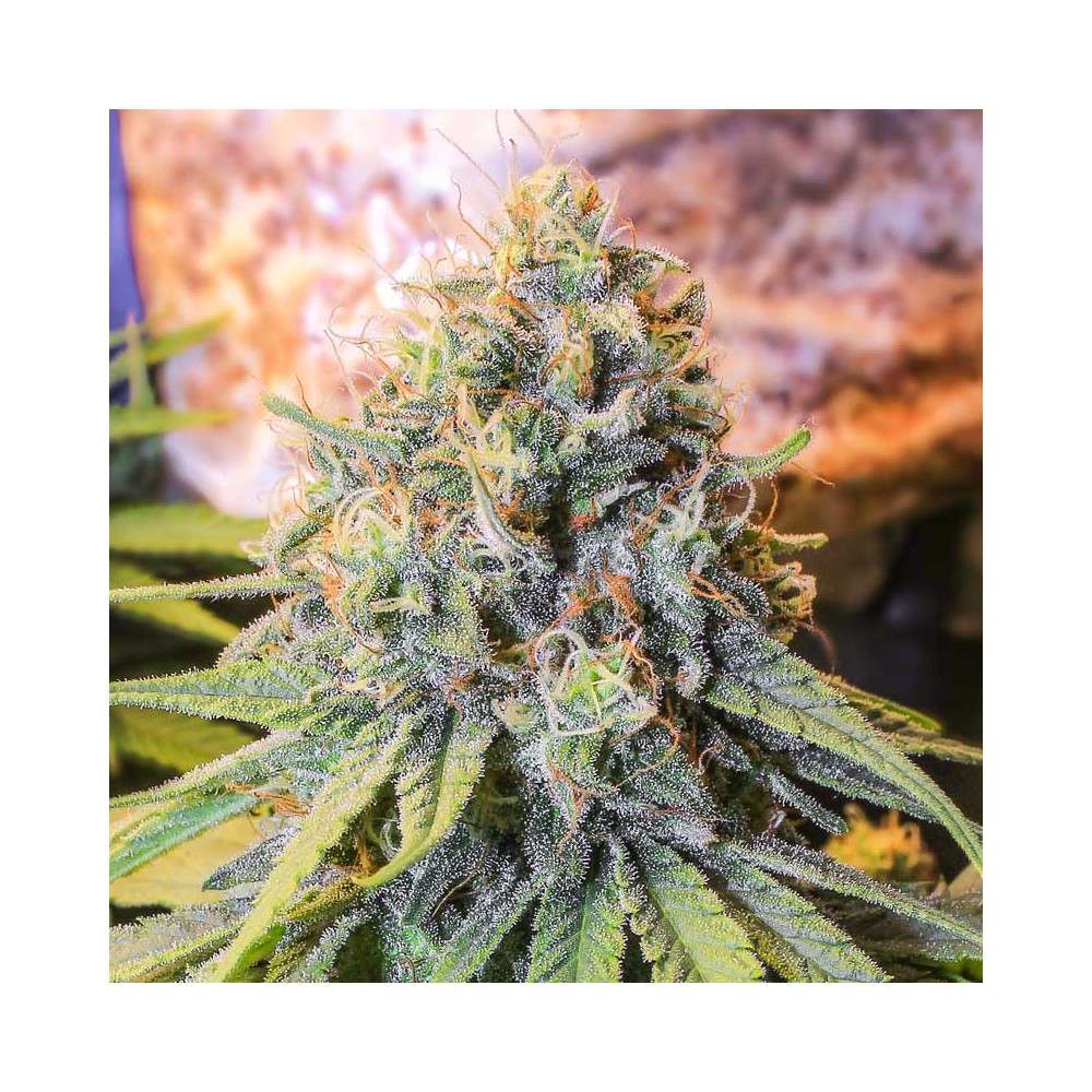 Only CBD feminizada de Eva Seeds - Imagen 2