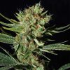 Only CBD feminizada de Eva Seeds