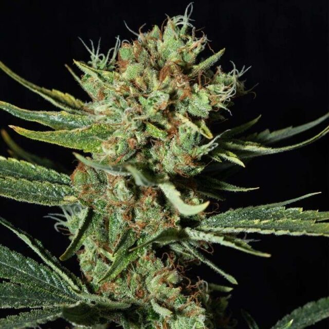 Only CBD feminizada de Eva Seeds