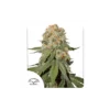 Orange Bud feminizada de Dutch Passion