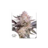 Orange Bud 2.0 feminizada de Dutch Passion