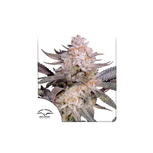 Orange Bud 2.0 feminizada de Dutch Passion