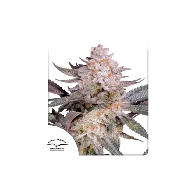 Orange Bud 2.0 feminizada de Dutch Passion
