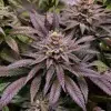 Orange Bud 2.0 feminizada de Dutch Passion