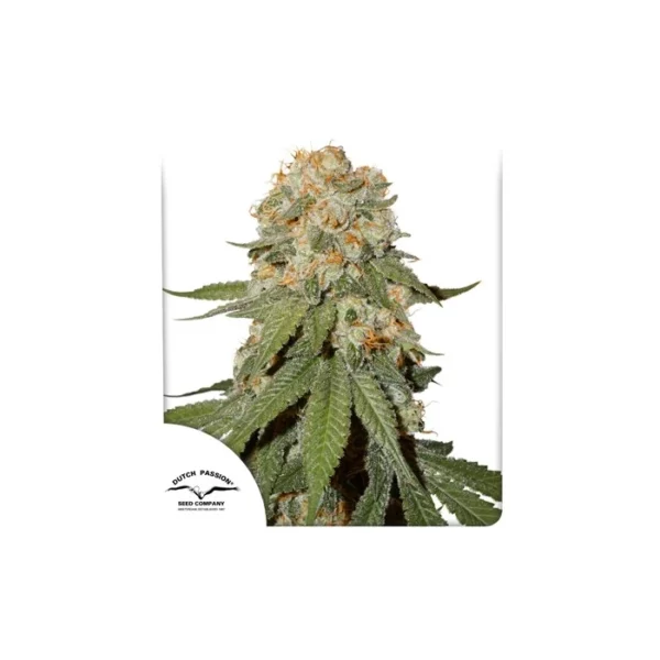 Orange Bud feminizada de Dutch Passion