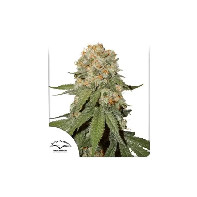 Orange Bud feminizada de Dutch Passion