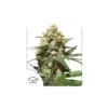 Orange Hill Special feminizada de Dutch Passion