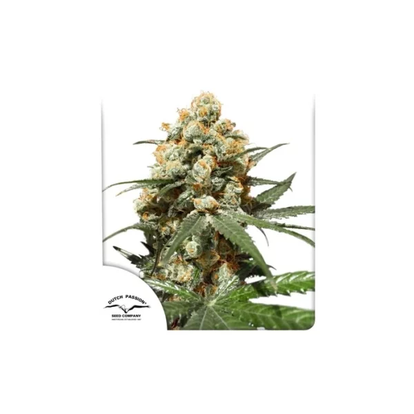 Orange Hill Special feminizada de Dutch Passion