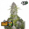 Orange Sherbet Auto de FastBuds