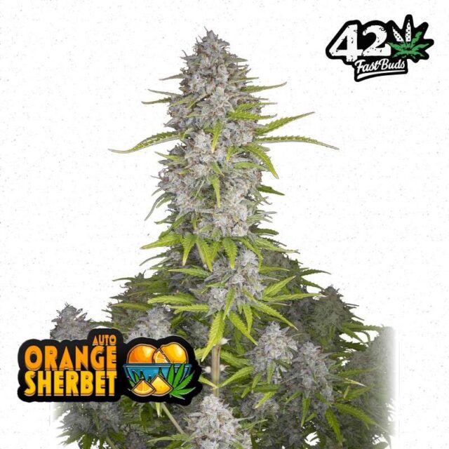 Orange Sherbet Auto de FastBuds