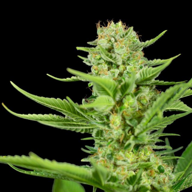 Orange Sorbet Auto de XXL Seeds