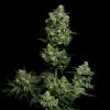Oregon Apple Trail feminizada de Elev8 Seeds