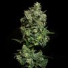 Oregon Apple Trail feminizada de Elev8 Seeds