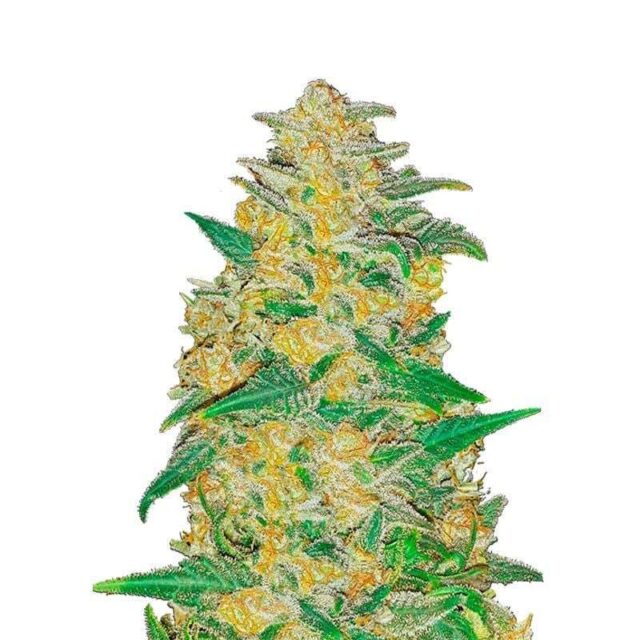 AK Auto de FastBuds