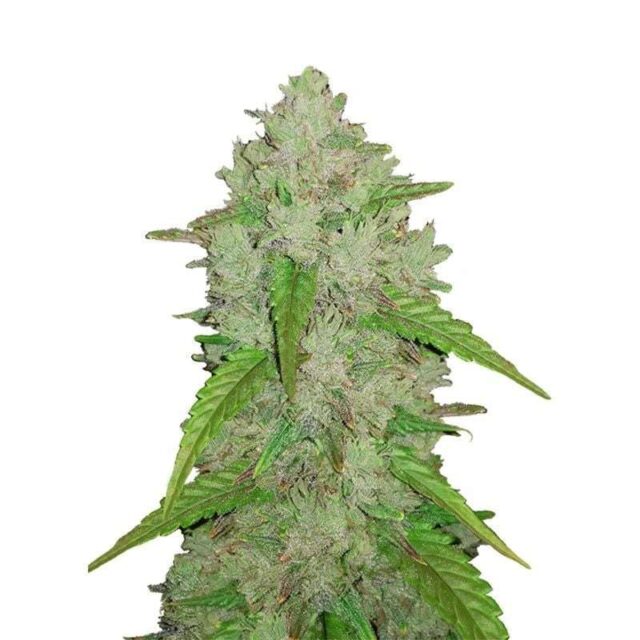 Amnesia Haze Auto de Fastuds