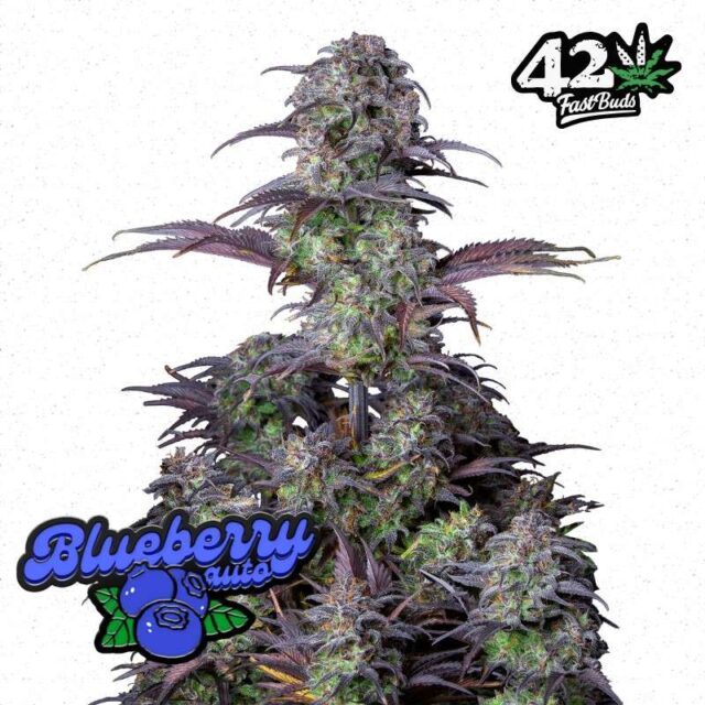Blueberry Auto de FastBuds